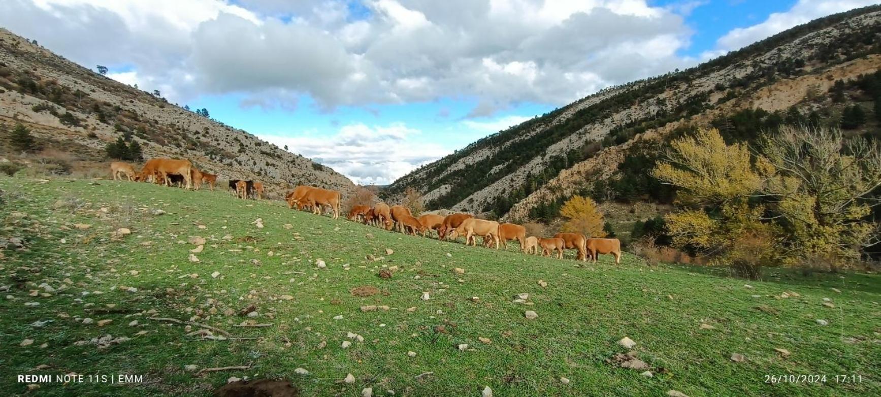 Apartamentos De Turismo Rural La Rocha Fortanete Dış mekan fotoğraf