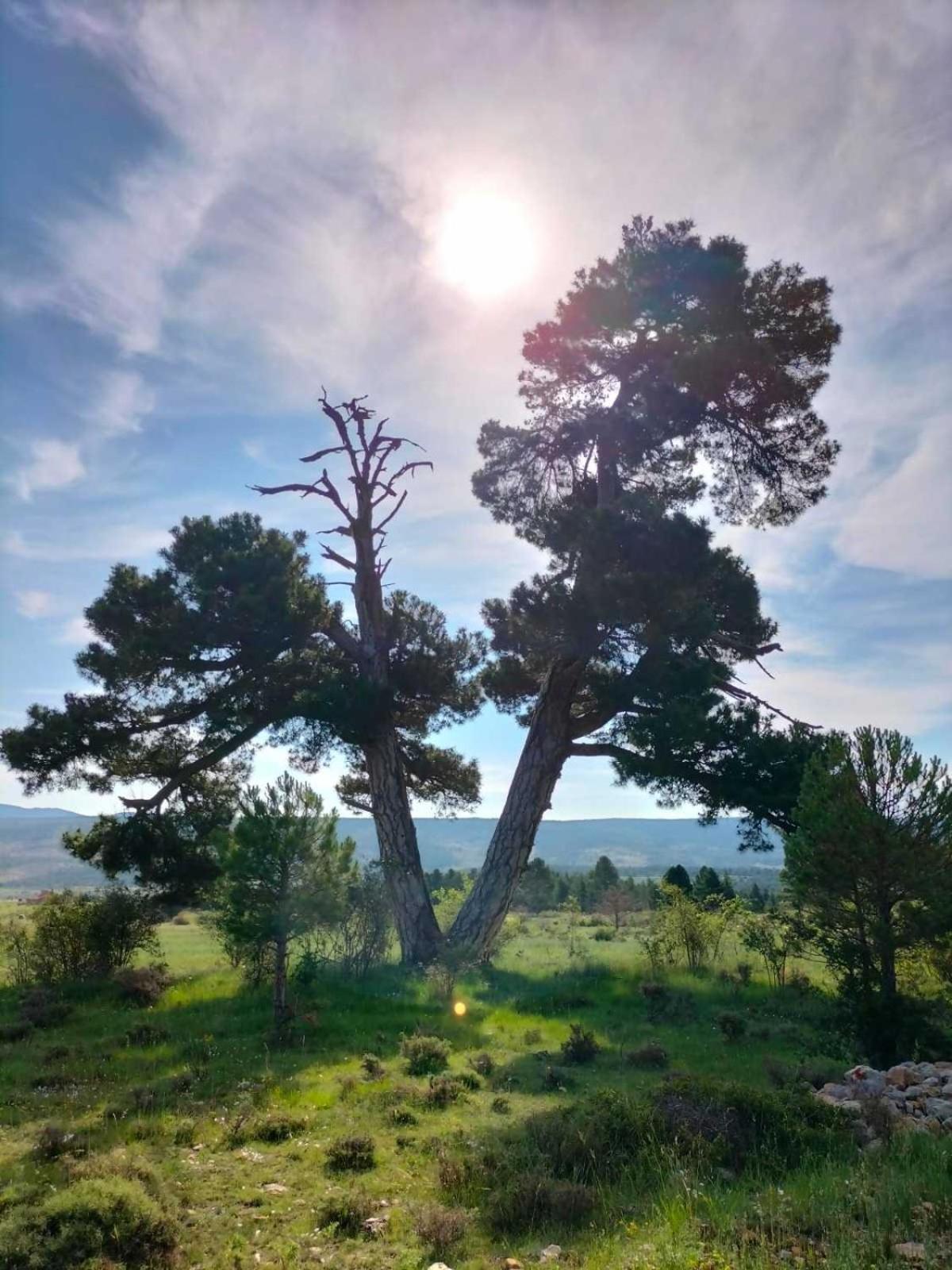 Apartamentos De Turismo Rural La Rocha Fortanete Dış mekan fotoğraf